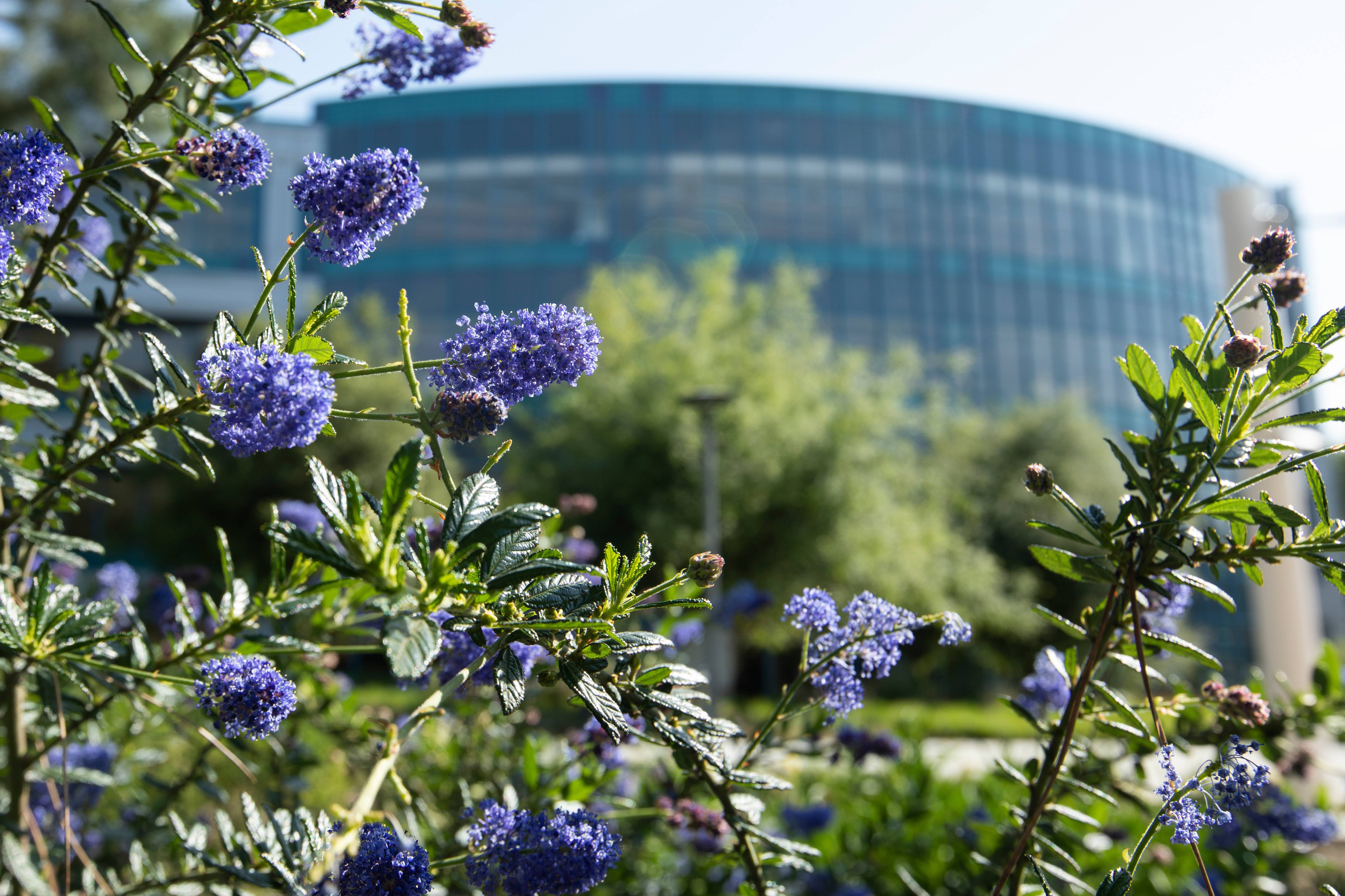 Pollak Library with a foreground of flowers